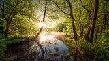 Sonnenlicht fällt über einem See durch die Äste