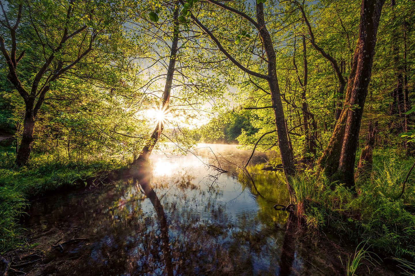 Sonnenlicht fällt über einem See durch die Äste