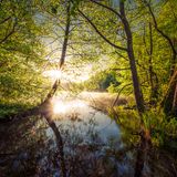 Sonnenlicht fällt über einem See durch die Äste