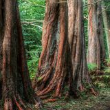Mammutbäume im Wald in Mecklenburg-Vorpommern