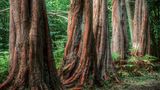 Mammutbäume im Wald in Mecklenburg-Vorpommern
