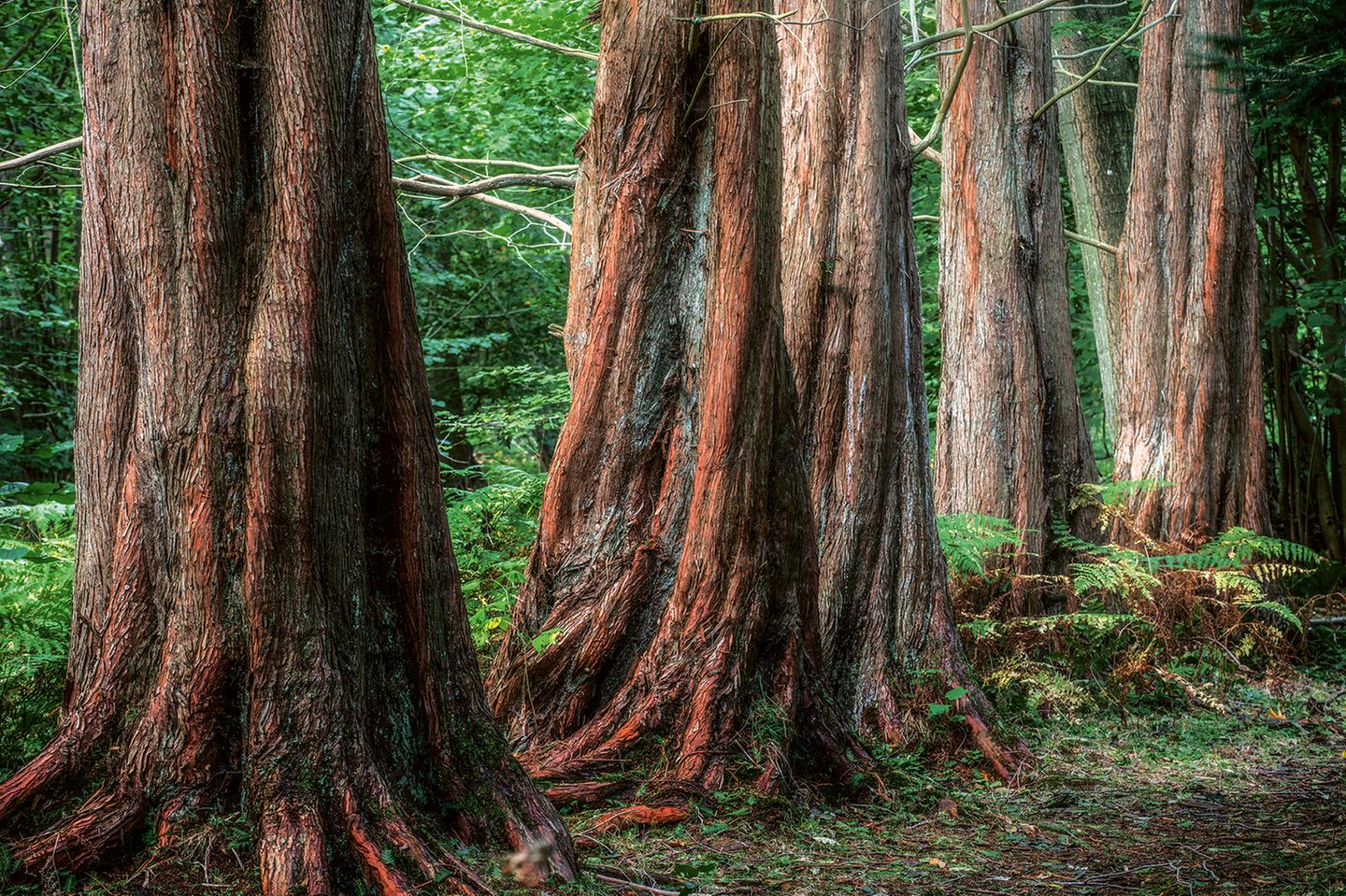 Mammutbäume im Wald in Mecklenburg-Vorpommern