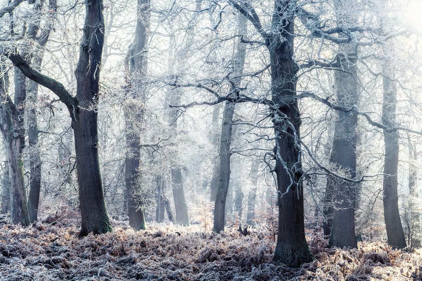 Schnee und Frost bedeckt die Eichen im Reinhardswald, Hessen