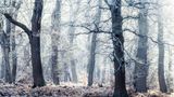 Schnee und Frost bedeckt die Eichen im Reinhardswald, Hessen