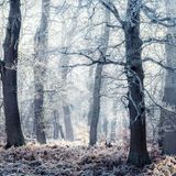 Schnee und Frost bedeckt die Eichen im Reinhardswald, Hessen