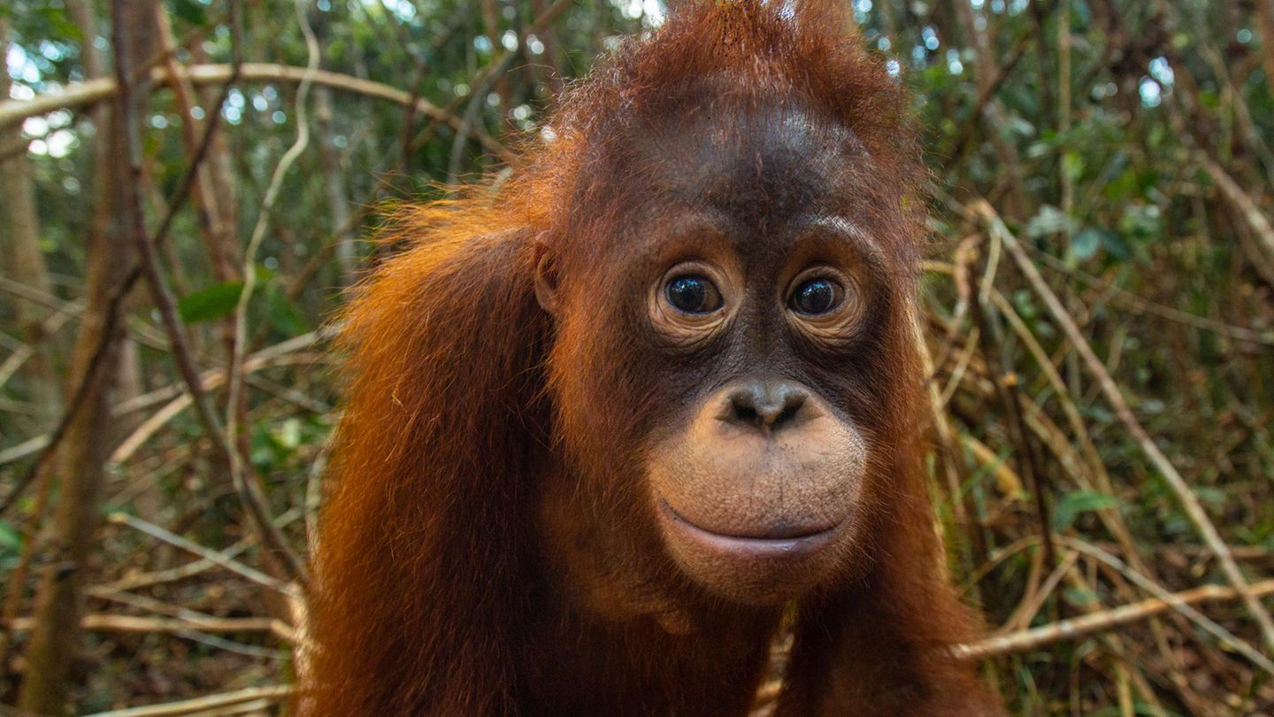 Orang-Utan Taymur