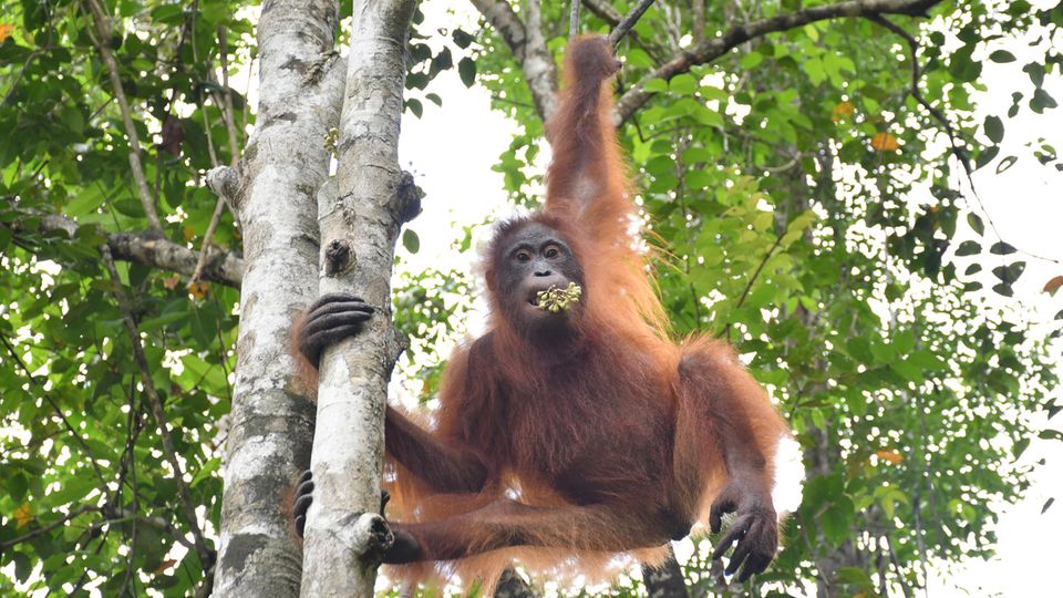 Taymur hängt an einem Baum