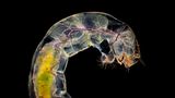 Insektenlarve