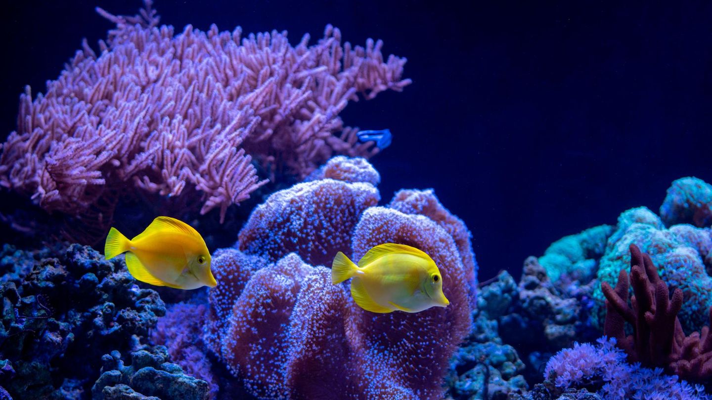 Fische in einem Meeresaquarium