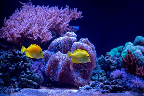Fische in einem Meeresaquarium