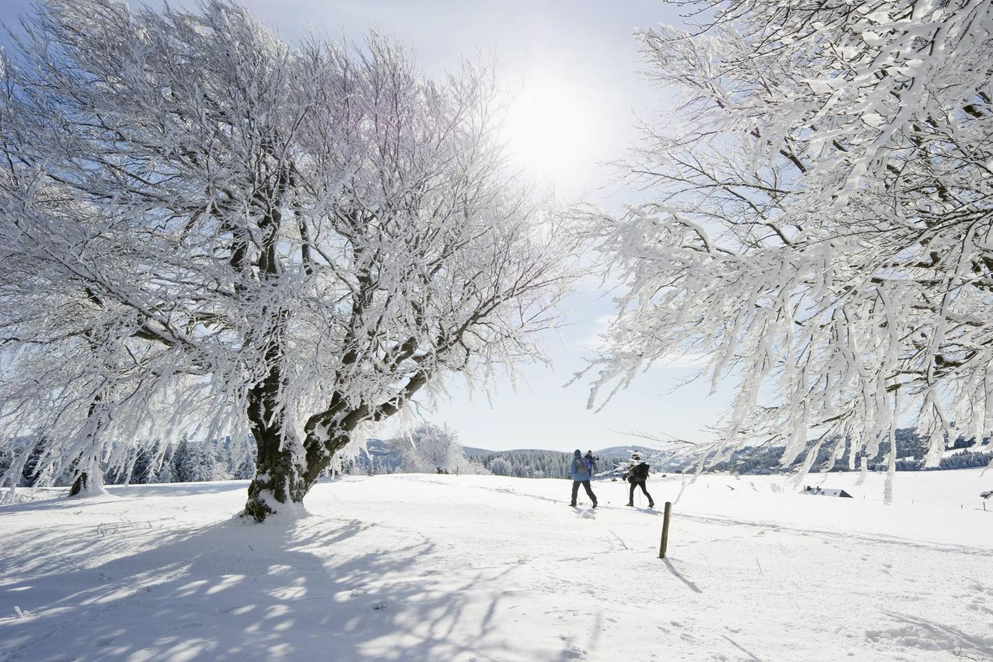 Rodeln und Skifahren: Schneespaß auf Kufe und Brett Langläufer in Winterlandschaft