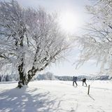 Langläufer in Winterlandschaft