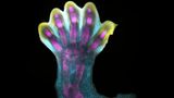 Die Zellen eines menschlichen Embryos