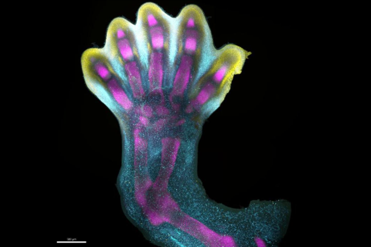 Die Zellen eines menschlichen Embryos