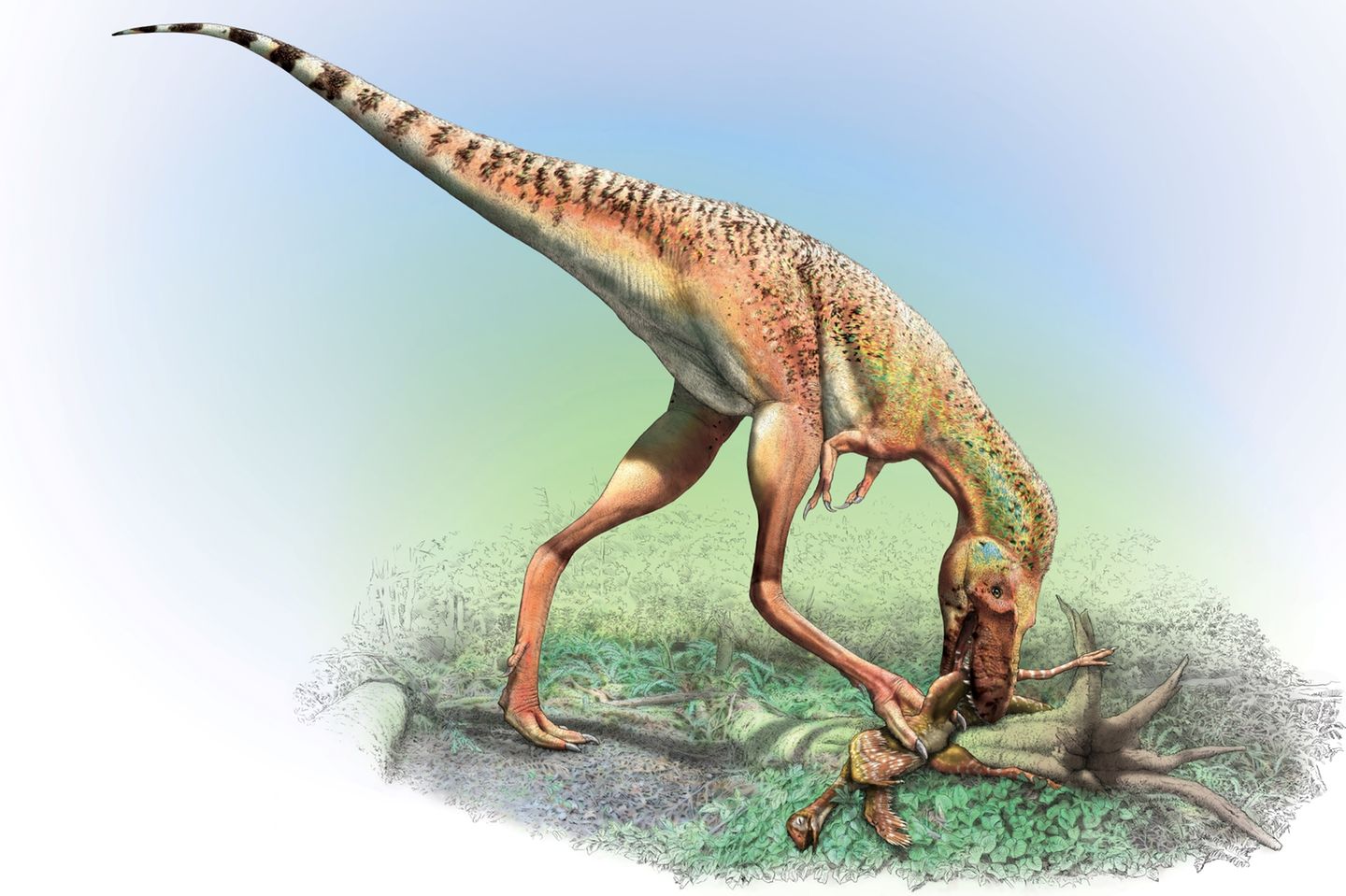 Gorgosaurus Größe