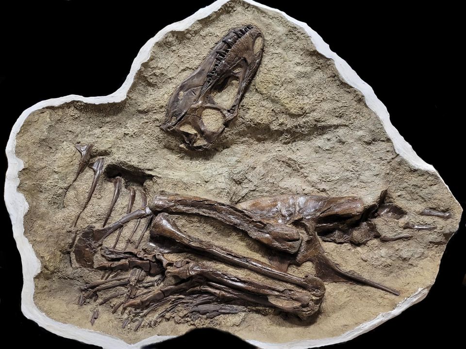 Gorgosaurus-Fossil