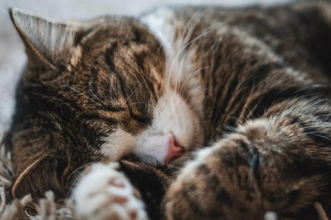 Schlafende Katze