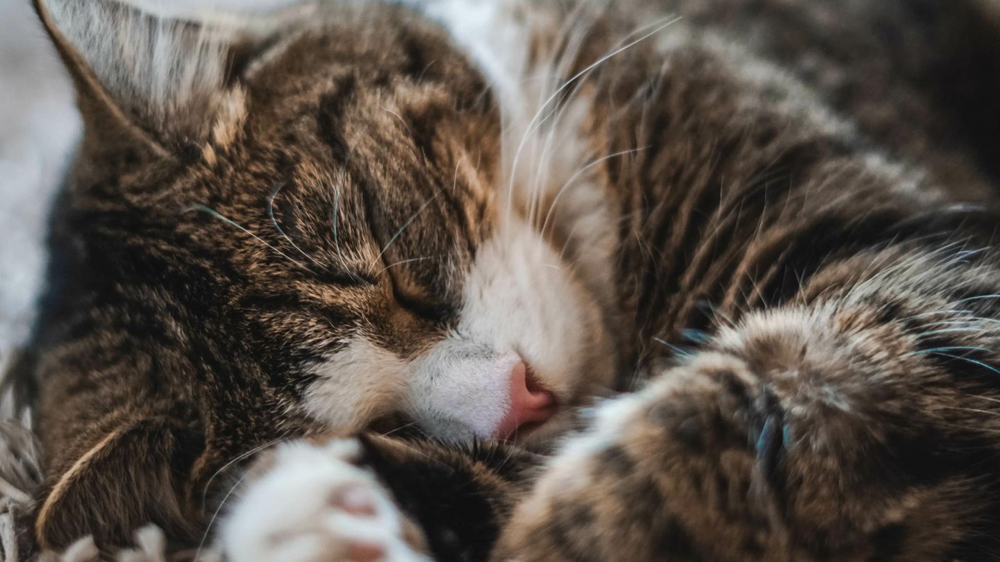 Schlafende Katze
