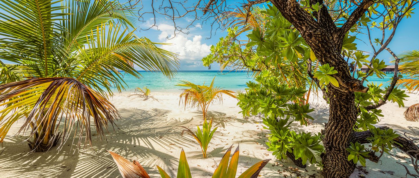 Palmen ragen wie von der Natur geschaffene Sonnenschirme über den Sandstrand der Insel Filitheyo