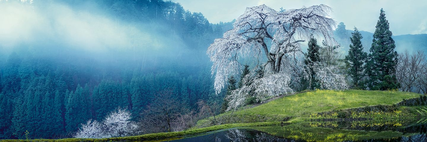 Kirschblüte in Japan