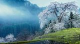 Kirschblüte in Japan