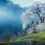 Kirschblüte in Japan