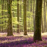 Blühende Glockenblumen im Micheldever Wood, England