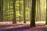 Blühende Glockenblumen im Micheldever Wood, England