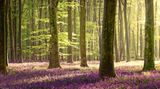 Blühende Glockenblumen im Micheldever Wood, England