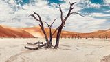 Versteinerte Kameldornbäume in der Namib-Wüste