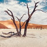 Versteinerte Kameldornbäume in der Namib-Wüste
