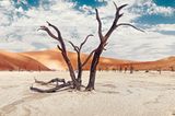 Versteinerte Kameldornbäume in der Namib-Wüste