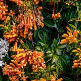 Wer im Winter auf den Küstenwanderwegen von La Palma spaziert, kommt an der knallig-orangerot blühenden Feuerranke (lat. Pyrostegia venusta) nicht vorbei. Dann wuchert die südamerikanische Kletter- und Schlingpflanze üppig über Mauern und Zäune der fünftgrößten, nordwestlichsten Kanaren-insel hinweg und bringt durch die Leuchtkraft ihrer länglichen Trichterblüten nicht nur die Landschaft zum Strahlen. So geht Sommerstimmung!