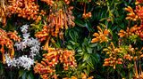 Wer im Winter auf den Küstenwanderwegen von La Palma spaziert, kommt an der knallig-orangerot blühenden Feuerranke (lat. Pyrostegia venusta) nicht vorbei. Dann wuchert die südamerikanische Kletter- und Schlingpflanze üppig über Mauern und Zäune der fünftgrößten, nordwestlichsten Kanaren-insel hinweg und bringt durch die Leuchtkraft ihrer länglichen Trichterblüten nicht nur die Landschaft zum Strahlen. So geht Sommerstimmung!