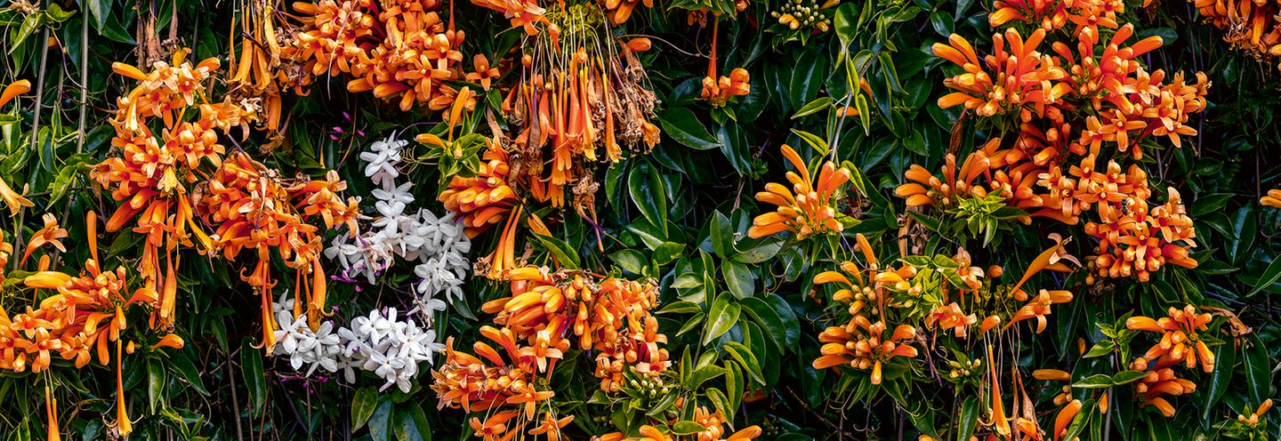 Wer im Winter auf den Küstenwanderwegen von La Palma spaziert, kommt an der knallig-orangerot blühenden Feuerranke (lat. Pyrostegia venusta) nicht vorbei. Dann wuchert die südamerikanische Kletter- und Schlingpflanze üppig über Mauern und Zäune der fünftgrößten, nordwestlichsten Kanaren-insel hinweg und bringt durch die Leuchtkraft ihrer länglichen Trichterblüten nicht nur die Landschaft zum Strahlen. So geht Sommerstimmung!