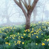 Wenn um Feeringbury Manor nordöstlich von London die Narzissen blühen und die Wiesen mit leuchtenden Farbtupfern sprenkeln, kann der Winter ein-packen. Denn Osterglocken, die sogar den Morgennebel zu vertreiben scheinen, verheißen: Frühlingserwachen! Das rund fünf Hektar große Anwesen um das Herrenhaus aus dem 14. Jahrhundert bietet auch danach farbenprächtige Anblicke – mit Tulpen, Klematis, Bauernrosen, Dahlien, Mohn und Malven