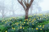 Wenn um Feeringbury Manor nordöstlich von London die Narzissen blühen und die Wiesen mit leuchtenden Farbtupfern sprenkeln, kann der Winter ein-packen. Denn Osterglocken, die sogar den Morgennebel zu vertreiben scheinen, verheißen: Frühlingserwachen! Das rund fünf Hektar große Anwesen um das Herrenhaus aus dem 14. Jahrhundert bietet auch danach farbenprächtige Anblicke – mit Tulpen, Klematis, Bauernrosen, Dahlien, Mohn und Malven