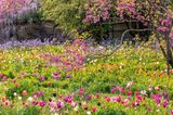 Wahrlich ein triumphaler Auftritt, den die bunten Triumph-Tulpen da auf der Wiese des Schau- und Sichtungsgartens Hermannshof feiern. Die Anlage, vor über 200 Jahren als Park in Weinheim an der Bergstraße von einer Industriellenfamilie in Auftrag gegeben, ist längst der Öffentlichkeit zugänglich. Hinzugehen lohnt sich jetzt besonders, wenn der Judasbaum Pink trägt und auch die Blauregen und Prärielilien dahinter in voller Blüte stehen. Ein Fest für die Sinne!