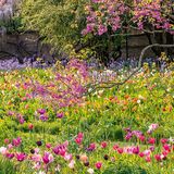 Wahrlich ein triumphaler Auftritt, den die bunten Triumph-Tulpen da auf der Wiese des Schau- und Sichtungsgartens Hermannshof feiern. Die Anlage, vor über 200 Jahren als Park in Weinheim an der Bergstraße von einer Industriellenfamilie in Auftrag gegeben, ist längst der Öffentlichkeit zugänglich. Hinzugehen lohnt sich jetzt besonders, wenn der Judasbaum Pink trägt und auch die Blauregen und Prärielilien dahinter in voller Blüte stehen. Ein Fest für die Sinne!