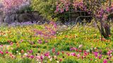 Wahrlich ein triumphaler Auftritt, den die bunten Triumph-Tulpen da auf der Wiese des Schau- und Sichtungsgartens Hermannshof feiern. Die Anlage, vor über 200 Jahren als Park in Weinheim an der Bergstraße von einer Industriellenfamilie in Auftrag gegeben, ist längst der Öffentlichkeit zugänglich. Hinzugehen lohnt sich jetzt besonders, wenn der Judasbaum Pink trägt und auch die Blauregen und Prärielilien dahinter in voller Blüte stehen. Ein Fest für die Sinne!
