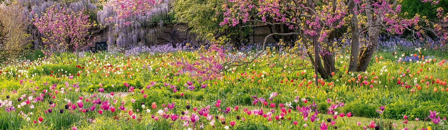 Wahrlich ein triumphaler Auftritt, den die bunten Triumph-Tulpen da auf der Wiese des Schau- und Sichtungsgartens Hermannshof feiern. Die Anlage, vor über 200 Jahren als Park in Weinheim an der Bergstraße von einer Industriellenfamilie in Auftrag gegeben, ist längst der Öffentlichkeit zugänglich. Hinzugehen lohnt sich jetzt besonders, wenn der Judasbaum Pink trägt und auch die Blauregen und Prärielilien dahinter in voller Blüte stehen. Ein Fest für die Sinne!