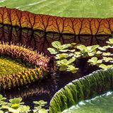 Huch, was schwimmt denn da? Ein Monster, aber ein recht ansehnliches: Die Amazonas-Riesenseerose (lat. Victoria amazonica) kommt aus Brasilien, gedeiht jedoch auch im majestätisch-viktorianischen Gewächshaus des Royal Botanic Garden von 1670 in Edinburgh. Dort thront die tropische Wasser-pflanze mit den runden Riesenblättern und weißen Blüten auf dem Teichspiegel, von ihren meterlangen Stängeln königlich aufrecht in Position gehalten