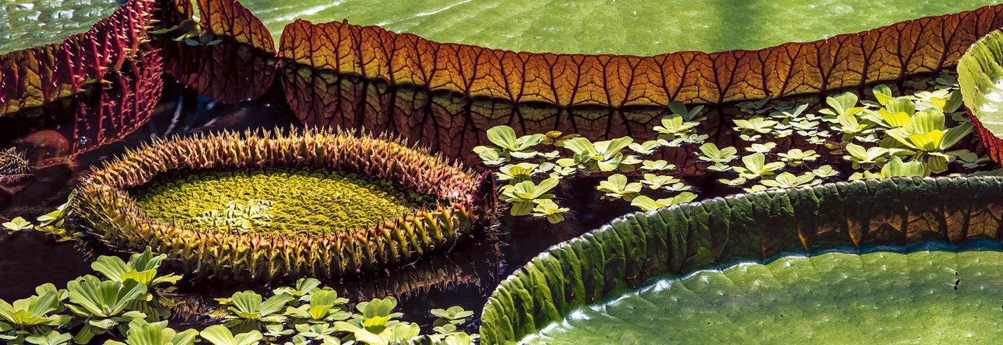 Royal Botanic Garden, Edinburgh, Schottland Huch, was schwimmt denn da? Ein Monster, aber ein recht ansehnliches: Die Amazonas-Riesenseerose (lat. Victoria amazonica) kommt aus Brasilien, gedeiht jedoch auch im majestätisch-viktorianischen Gewächshaus des Royal Botanic Garden von 1670 in Edinburgh. Dort thront die tropische Wasser-pflanze mit den runden Riesenblättern und weißen Blüten auf dem Teichspiegel, von ihren meterlangen Stängeln königlich aufrecht in Position gehalten
