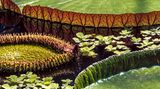 Huch, was schwimmt denn da? Ein Monster, aber ein recht ansehnliches: Die Amazonas-Riesenseerose (lat. Victoria amazonica) kommt aus Brasilien, gedeiht jedoch auch im majestätisch-viktorianischen Gewächshaus des Royal Botanic Garden von 1670 in Edinburgh. Dort thront die tropische Wasser-pflanze mit den runden Riesenblättern und weißen Blüten auf dem Teichspiegel, von ihren meterlangen Stängeln königlich aufrecht in Position gehalten