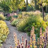 Man nehme einen britischen Top-Gartendesigner, Experte für nachhaltige Naturlandschaften, und lasse ihn an der Riviera bei Nizza eine Grünanlage gestalten. Et voilà: Was James Basson hier erschuf, ist ein Schmuckstück von einem mediterranen Trockengarten. Geschwungene Kieswege führen vorbei an duftenden Heil-, Zier- und Küchenpflanzen, Blüten von Schafgarbe, Lavendel und Mandelbäumen bieten dazu noch den Bienen ein köstliches Buffet