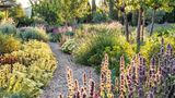 Man nehme einen britischen Top-Gartendesigner, Experte für nachhaltige Naturlandschaften, und lasse ihn an der Riviera bei Nizza eine Grünanlage gestalten. Et voilà: Was James Basson hier erschuf, ist ein Schmuckstück von einem mediterranen Trockengarten. Geschwungene Kieswege führen vorbei an duftenden Heil-, Zier- und Küchenpflanzen, Blüten von Schafgarbe, Lavendel und Mandelbäumen bieten dazu noch den Bienen ein köstliches Buffet