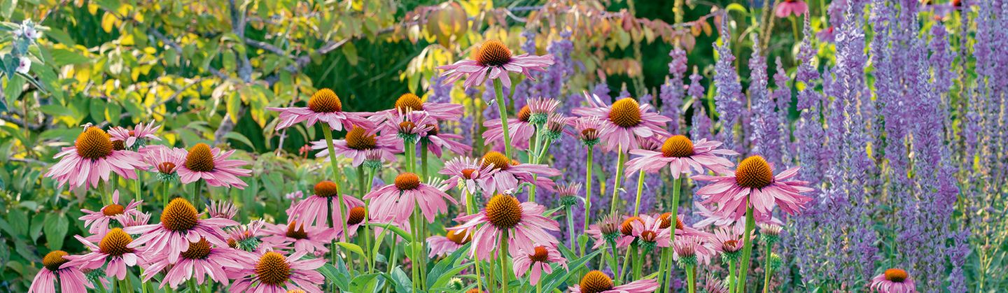 Der prachtvolle Purpursonnenhut (lat. Echinacea purpurea) in diesem Privatgarten zieht nicht nur Flanierende magisch an, sondern ist auch der reinste Insektenmagnet. Schon Ureinwohner nutzten die aus Nordamerika stammende Korbblütlerpflanze, die bis zu 1,40 Meter hoch wird, zu Heilzwecken. Heute kommt sie vor allem gegen Atemwegsinfekte zum Einsatz, wobei ihre Wirksamkeit in der Wissenschaft umstritten ist. Ihre Schönheit ist es nicht