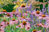 Der prachtvolle Purpursonnenhut (lat. Echinacea purpurea) in diesem Privatgarten zieht nicht nur Flanierende magisch an, sondern ist auch der reinste Insektenmagnet. Schon Ureinwohner nutzten die aus Nordamerika stammende Korbblütlerpflanze, die bis zu 1,40 Meter hoch wird, zu Heilzwecken. Heute kommt sie vor allem gegen Atemwegsinfekte zum Einsatz, wobei ihre Wirksamkeit in der Wissenschaft umstritten ist. Ihre Schönheit ist es nicht