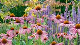 Der prachtvolle Purpursonnenhut (lat. Echinacea purpurea) in diesem Privatgarten zieht nicht nur Flanierende magisch an, sondern ist auch der reinste Insektenmagnet. Schon Ureinwohner nutzten die aus Nordamerika stammende Korbblütlerpflanze, die bis zu 1,40 Meter hoch wird, zu Heilzwecken. Heute kommt sie vor allem gegen Atemwegsinfekte zum Einsatz, wobei ihre Wirksamkeit in der Wissenschaft umstritten ist. Ihre Schönheit ist es nicht