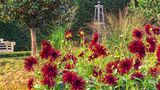 Einladung zum Verweilen: Auf dieser Bank in einem Privatanwesen nordwestlich von London lässt sich das warme Rot der Dahlien in der Herbstsonne ausgiebig betrachten. Zwischen verblühtem Zierlauch und Pfeifengräsern wirken sie wie ein letzter Farbgruß, bevor der Winter kommt. Aus ihrer Heimat in Mexiko und Guatemala brachte sie der Forscher Alexander von Humboldt nach Europa. Heute sind über 20 000 Dahlien-Sorten bekannt